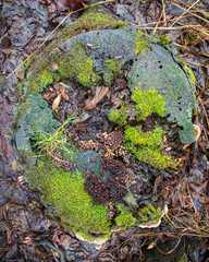 Mycena tintinnabulum