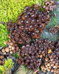 Mycena tintinnabulum