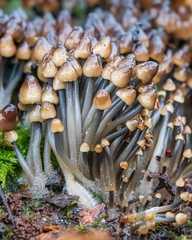 Mycena tintinnabulum