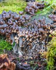 Mycena tintinnabulum