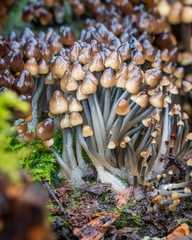 Mycena tintinnabulum