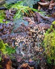 Mycena tintinnabulum