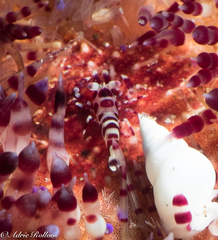 Periclimenes colemani