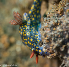Hypselodoris roo
