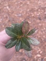 Stephanitis pyrioides