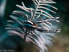 Allogalathea elegans