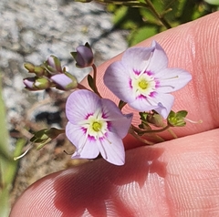 Veronica catarractae