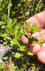 Veronica catarractae