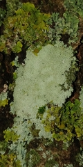 Physcia clementei