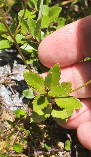 Veronica catarractae, photograph 2