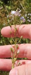 Veronica catarractae