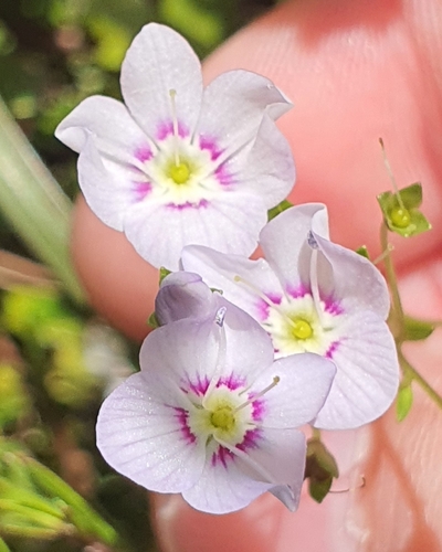 Veronica catarractae, photograph 4