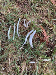 Clavaria falcata