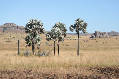 Bismarck Palm
