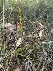 Cryptostylis hunteriana
