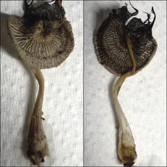 Coprinellus xanthothrix