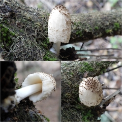 Coprinellus xanthothrix