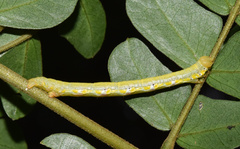 Chiasmia rectistriaria