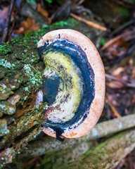 Phellinus alni