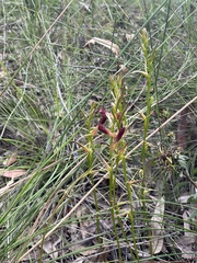 Cryptostylis hunteriana
