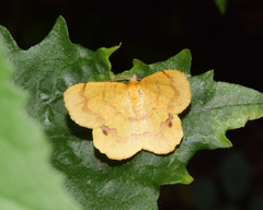 Petrodava leucicolor