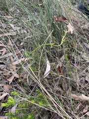 Cryptostylis hunteriana