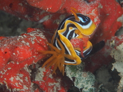 Chromodoris quadricolor
