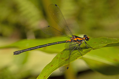 Austroargiolestes amabilis