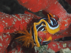 Chromodoris quadricolor