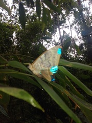 Morpho aega