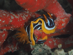 Chromodoris quadricolor