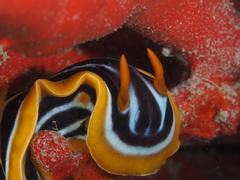 Chromodoris quadricolor