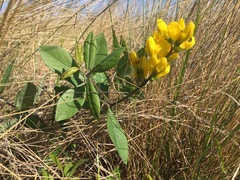 Baptisia cinerea