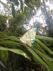 Morpho aega