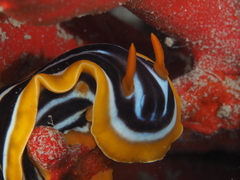 Chromodoris quadricolor