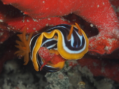Chromodoris quadricolor