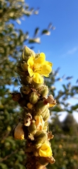 Verbascum thapsus crassifolium