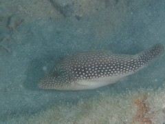 Canthigaster margaritata