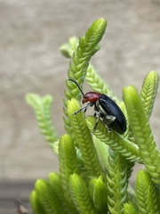 Cacoscelis nigripennis