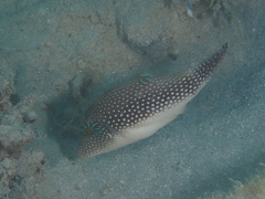Canthigaster margaritata
