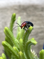 Cacoscelis nigripennis