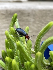 Cacoscelis nigripennis