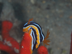 Chromodoris quadricolor