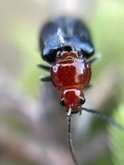 Cacoscelis nigripennis