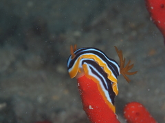 Chromodoris quadricolor