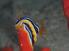 Chromodoris quadricolor