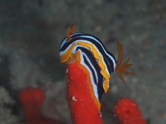 Chromodoris quadricolor