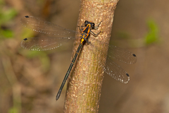 Austroargiolestes amabilis