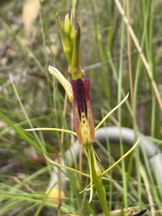 Cryptostylis hunteriana