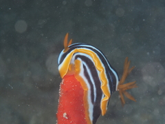 Chromodoris quadricolor